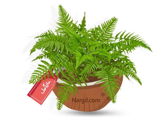  Nargil - Sprengeri Fern